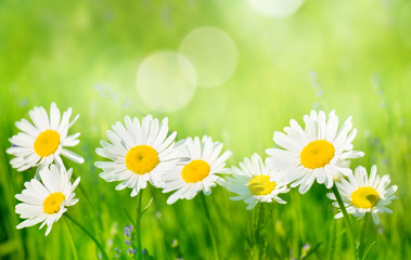 Summer Background with chamomile flowers