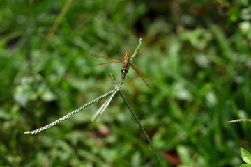 A dragonfly on top of grass 