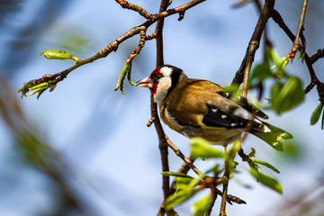 goldfinch