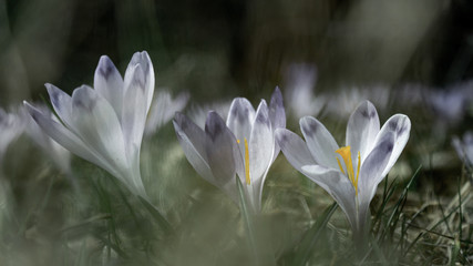  Spring awakening © Gerhard