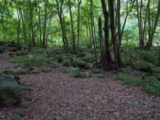 Fototapeta premium Mysterious Laurel forest Laurisilva with moss covered stones, lush subtropical rainforest at hiking trail Los Tilos, La Palma, Canary Islands, Spain