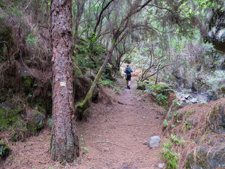 Man hiker at path at mysterious Laurel forest Laurisilva, lush subtropical rainforest at hiking trail Los Tilos, La Palma, Canary Islands, Spain