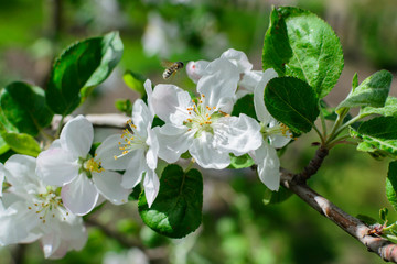 White flowers apple tree with bee