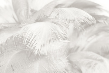 Beautiful white feather wooly pattern texture background