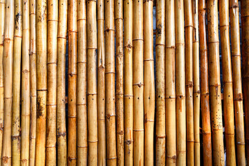 Fence bamboo texture - bamboo background