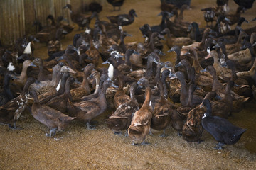 Fototapeta premium Lots of duck in local farm for duck egg production - brown ducks farm