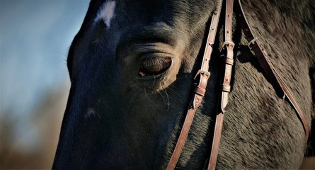 Portrait of beautiful horse close detail eyes