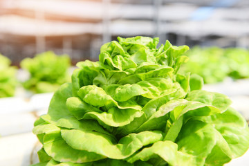 Green lettuce salad growing in the garden - Butterhead Lettuce Hydroponic farm salad plants on water without soil agriculture in the greenhouse organic vegetable hydroponic system
