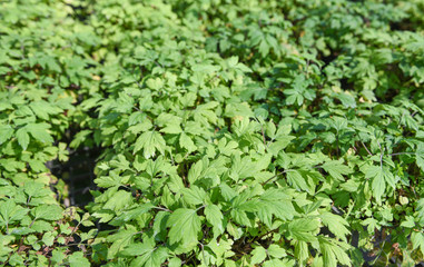 Fototapeta na wymiar White mugwort leaves green for herb vegetable food nature in the garden - Artemisia lactiflora