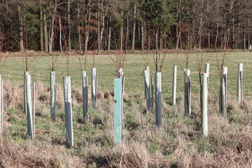 Neuaufforstung des Waldes nach seiner Zerstörung durch Hitze und Dürre mit kleinen Schwarzpappeln