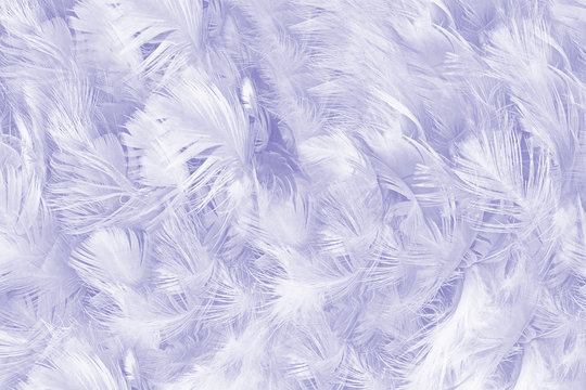 Beautiful lines violet colors tone feather texture background, trends color