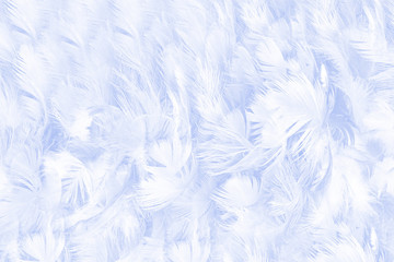 Beautiful blue violet feather pattern texture background