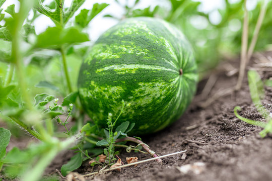 Watermelon grows on the ground