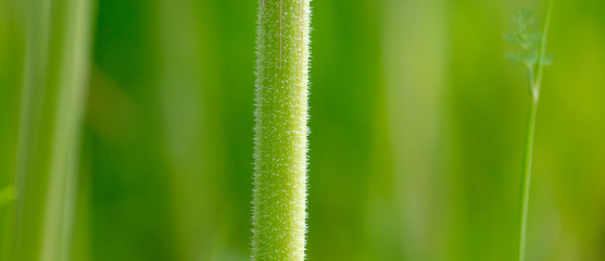 Green stem of a herbaceous plant.
