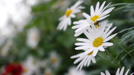 Daisy Macro