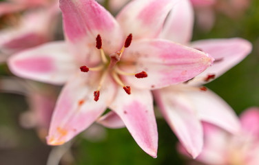 Fototapeta na wymiar Pink flower in the park.