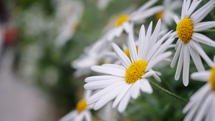 Daisy Macro