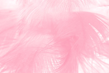 Fototapeta na wymiar Beautiful soft pink feather pattern texture background