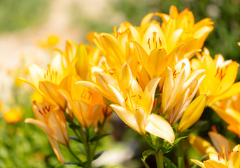 Yellow flower in the park.