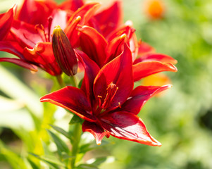 Red flower in the park.