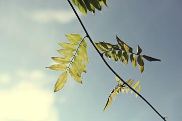 등나무잎입니다