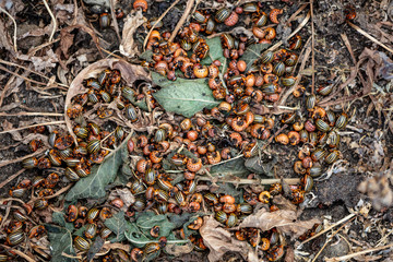 Dead Colorado beetles are lying on the ground
