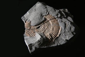 Fossile di ammonite del periodo giurassico inferiore, still life in primo piano su fondo nero 