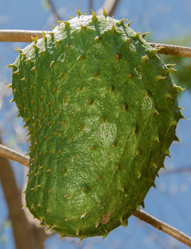 Corossol, fruit du corossolier ou sapotille (Annona muricata) &agrave; Madagascar