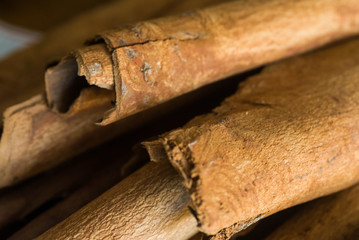 Écorces du canneliers (Cinnamomum sp.) ou cannelle