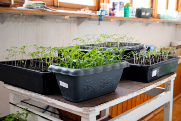 Seedlings of pepper. Containers and boxes on the balcony with new plants. Green shoots