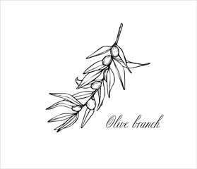 Vector sketch of olive tree branch. Drawing by hand.