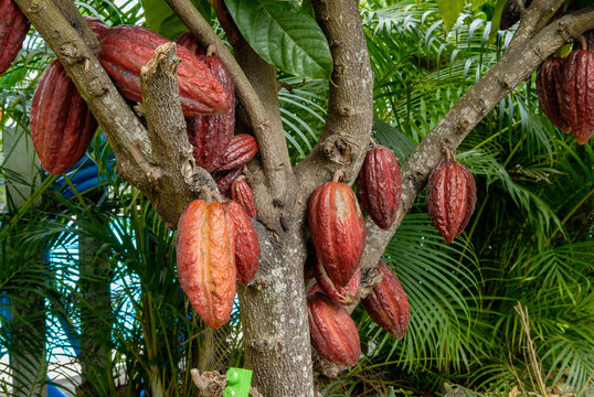 Cabosse de cacaoyer dans un jardin de l'&icirc;le de La R&eacute;union
