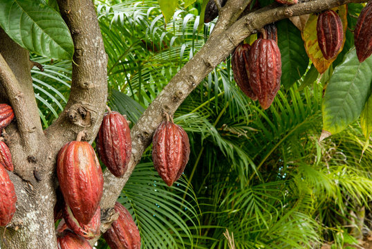 Cabosse de cacaoyer dans un jardin de l'&icirc;le de La R&eacute;union