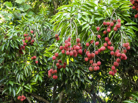 Letchis sur pied &agrave; l'&icirc;le de La R&eacute;union