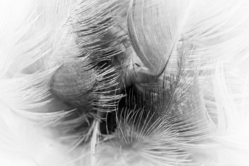 Beautiful dark black feather pattern  texture background