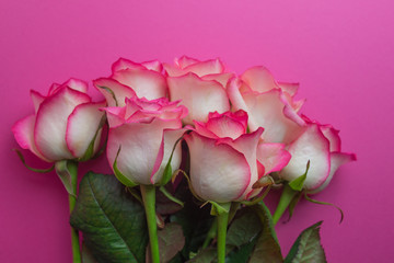 Bouquet of roses on pink background. Close up of flowers. Concept of Mothers Day, 8 March, Women’s Day. .