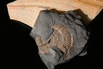 Fossile di ammonite del periodo giurassico inferiore, still life in primo piano su fondo nero 