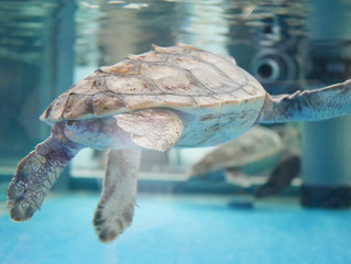 turtle in water