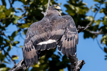 crested serpent eagle (Spilornis cheela) is a medium-sized bird of prey that is found in forested habitats across tropical Asia
