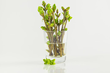 Bouquet of branch with buds in little glass bottle on white background. empty copy space for inscription. spring time season.