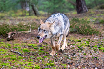 Lone wolf running in autumn forest Czech Republic