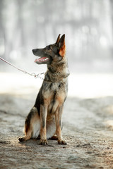 Beautiful German shepherd in the autumn forest