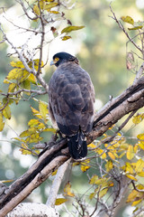 crested serpent eagle (Spilornis cheela) is a medium-sized bird of prey that is found in forested habitats across tropical Asia