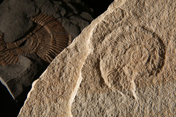 Fossile di ammonite del periodo giurassico inferiore, still life in primo piano, texture 