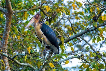 Lesser Adjutant large size bird sitting on tree branch