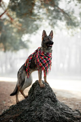 Beautiful German shepherd in the autumn forest