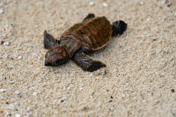 Baby turtle on the beach on its way into the ocean after hattching