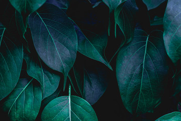 tropical leaves, abstract green leaves texture, nature background