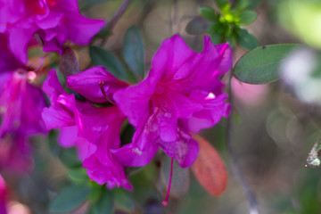 Purple Flower Macro