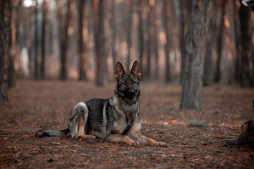 Beautiful German shepherd in the autumn forest